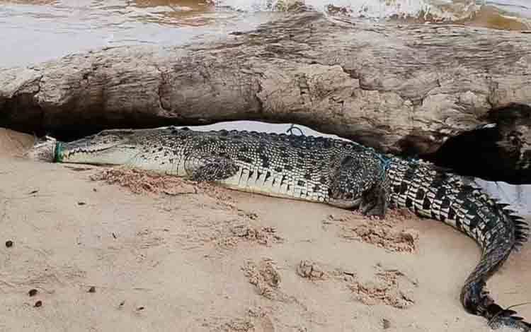 BKSDA Sampit Catat 4 Laporan Kemunculan Buaya di Pantai Ujung Pandaran