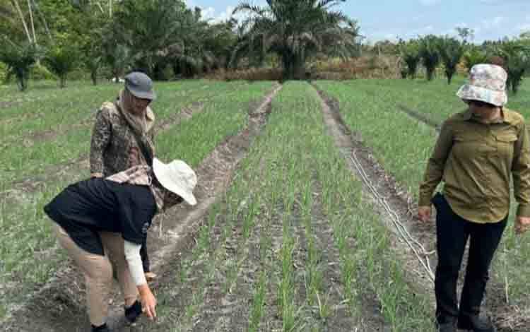 Distanketpang Palangka Raya Dorong Pengembangan Bawang Merah di Kelurahan Banturung