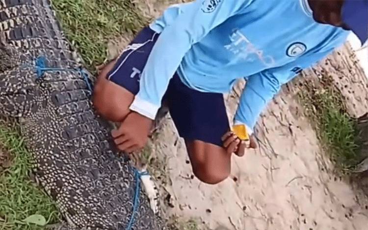 Diskan Kotim Koordinasi dengan Dislutkan Kalteng Terkait Penanganan Buaya