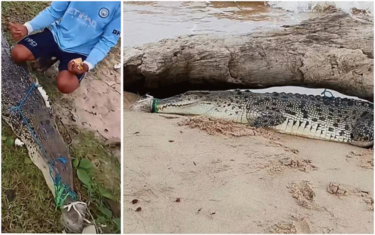 Buaya Ditangkap Warga Masih Hidup dan Terikat di Pantai Ujung Pandaran