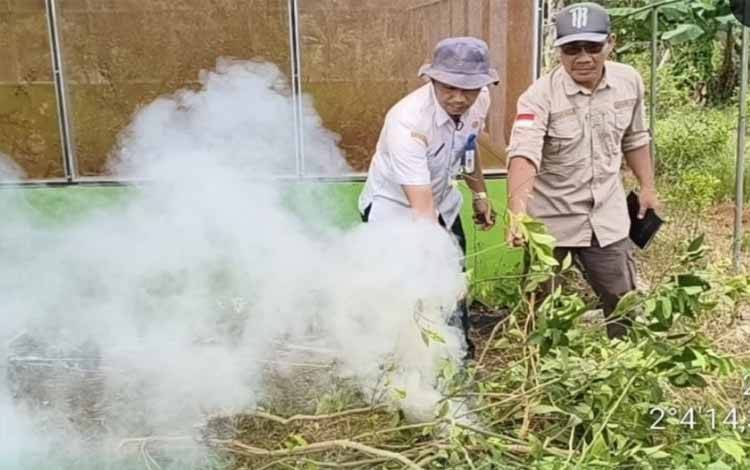 Dinas Pertanian Kotim Musnahkan Pohon Induk Jeruk Siam Banjar demi Jaga Kualitas Benih Hortikultura