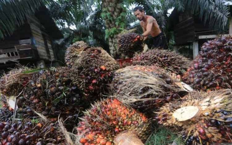 DBH Sawit Kotim 2027 Diproyeksi Naik Dua Kali Pada 2027