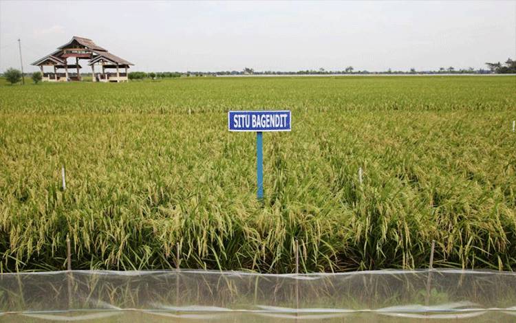 Kementan Dorong Petani Manfaatkan Varietas Padi Adaptif Hadapi Kemarau