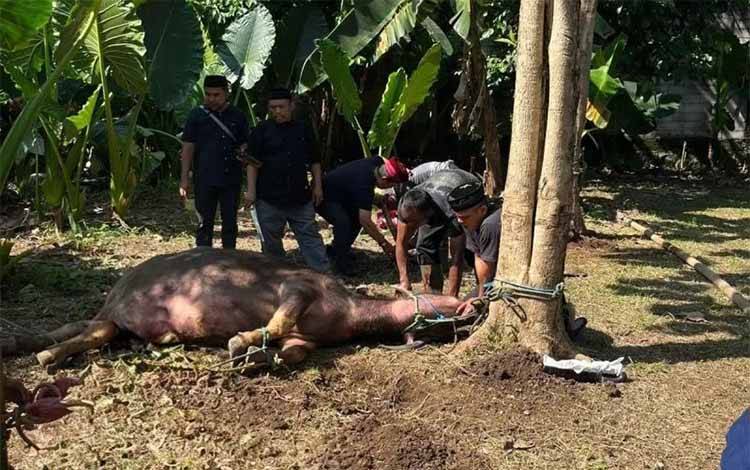 Warga Patungan Beli Kerbau untuk Tradisi Kebo Andil Jelang Lebaran 2026