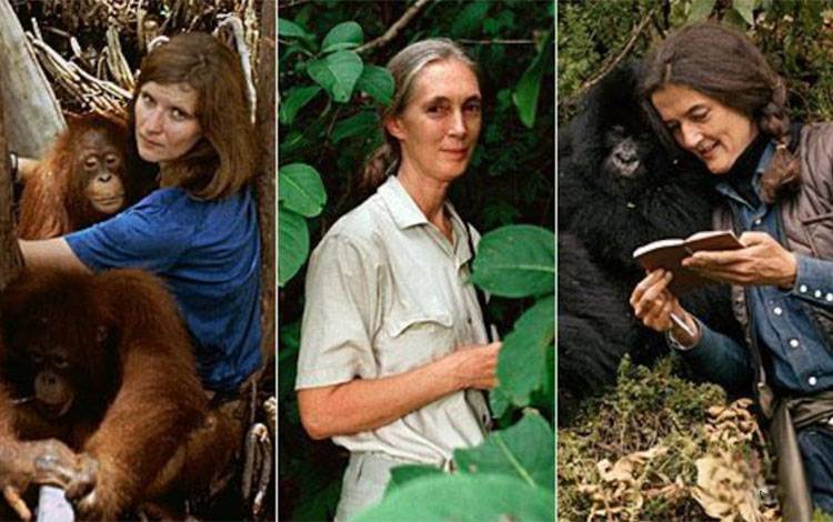 Birute Galdikas dan Leakey Angels, Tiga Perempuan Pelopor Penelitian dan Konservasi Primata