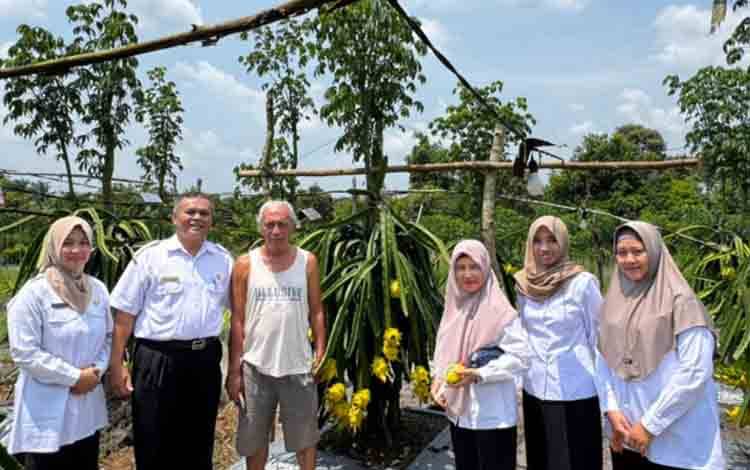 DPMPTSP Kobar Petakan Potensi Investasi, Lirik Budidaya Buah Naga Kuning di Pasir Panjang