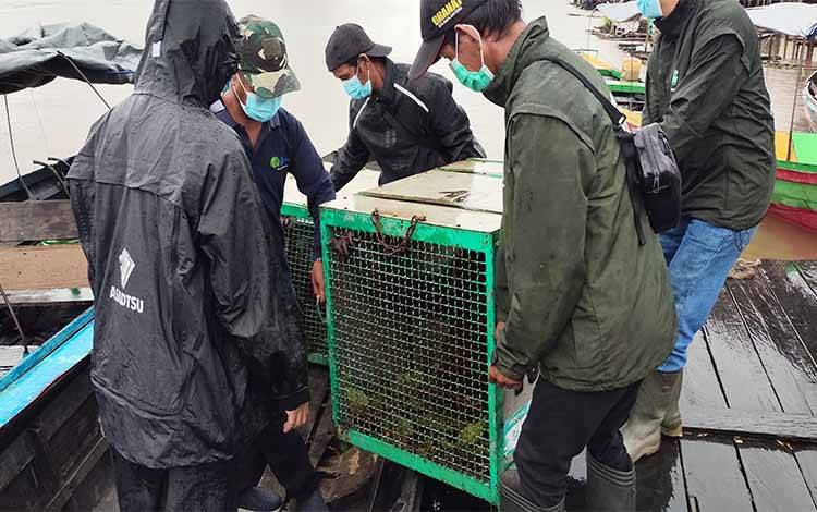 Dua Individu Orangutan akan Kembali Dilepasliarkan di Pulau Salat