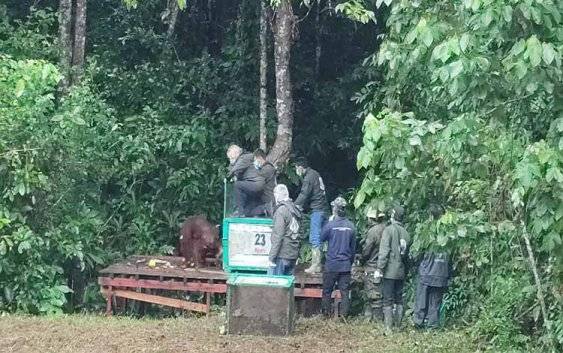 2 Orangutan Dipindahkan ke Pulau Salat untuk Perkuat Upaya Konservasi