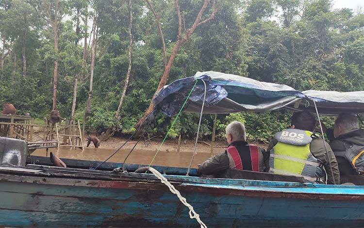 ICCF dan BOSF Kolaborasi Petakan Konservasi di Kalteng