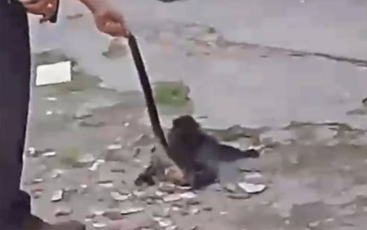 Warga Evakuasi Lutung Tersengat Listrik di Sampit