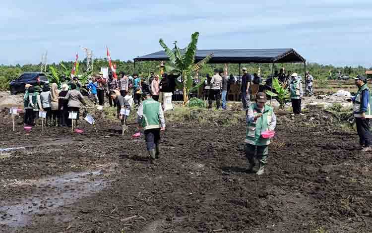 Cetak Sawah Rakyat di Kotim Terealisasi Sekitar 136,6 Hektare