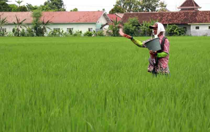 BRIN Kembangkan Metode Produksi Pupuk Nitrogen Ramah Lingkungan