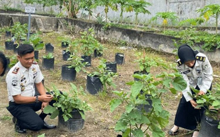 Rutan Tamiang Layang Panen Nila dan Sayuran, Bukti Nyata Pembinaan Produktif