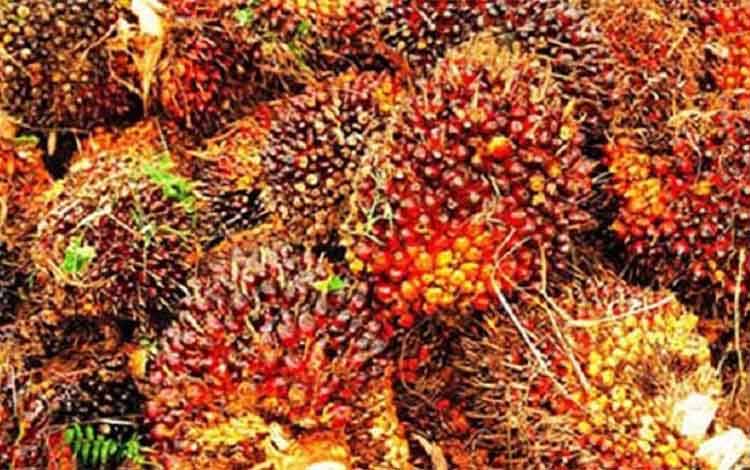 Ekspor Sawit Kalteng Melonjak, Harga TBS Ikut Terdorong Gejolak Global