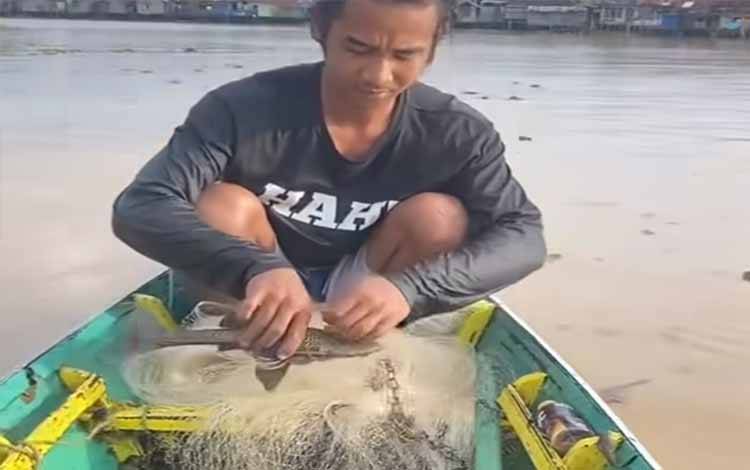 Ikan Sapu-sapu Mulai Geser Ikan Lokal di Banjarmasin, Alarm Ekosistem Sungai Kalimantan