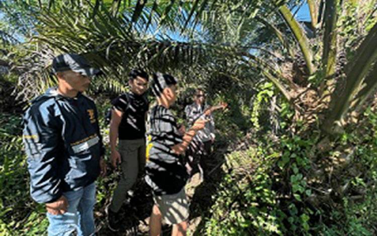 Curi Kelapa Sawit di PT WNL Kotim, Seorang Pria di Borgol Polisi