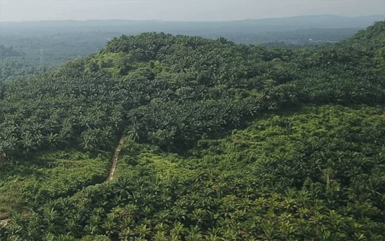 Sinkronisasi DBH Sawit, Disbun Kalteng Bidik Infrastruktur dan Pemberdayaan