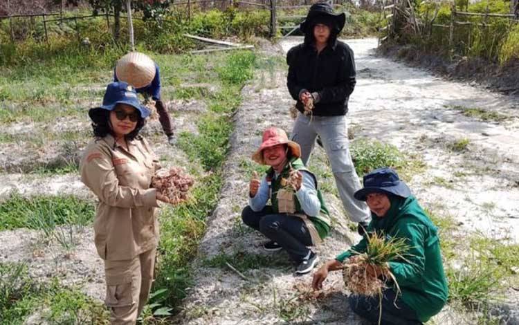 Gunung Mas Kembangkan Bawang Merah sebagai Potensi Pertanian Baru