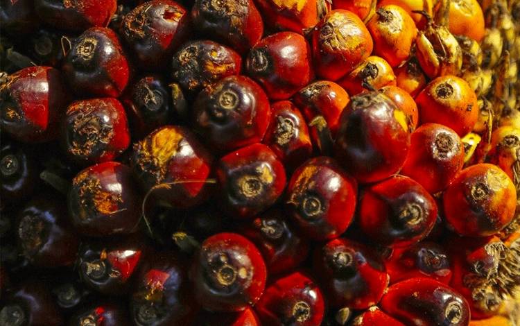 Harga TBS Kelapa Sawit Kalteng Periode II April 2026 Alami Penurunan, Simak Rinciannya