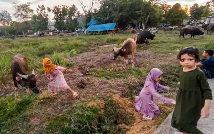 Lapak Hewan Kurban di Sampit Jadi Wisata Dadakan Jelang Iduladha