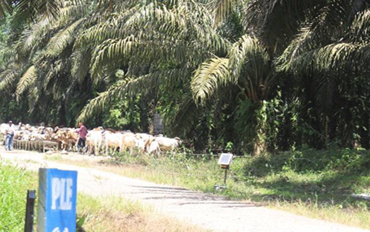 Kalteng Peroleh DBH Sawit Rp14,8 Miliar pada 2026