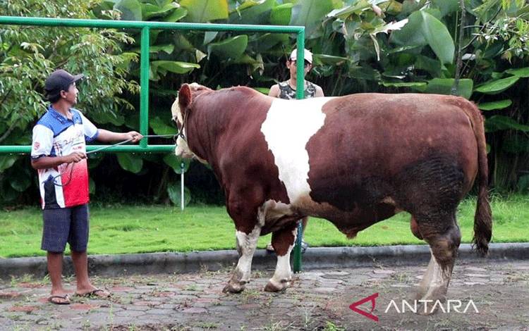 Presiden Prabowo Beli Sapi 1 Ton dari Peternak Temanggung untuk Kurban