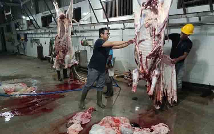 Pemko Palangka Raya Lakukan Monitoring Postmortem Demi Pastikan Daging Aman