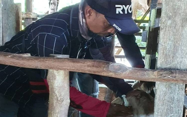 Pasokan Hewan Kurban Idul Adha di Palangka Raya Dipastikan Aman, Didominasi dari NTT dan Sulsel