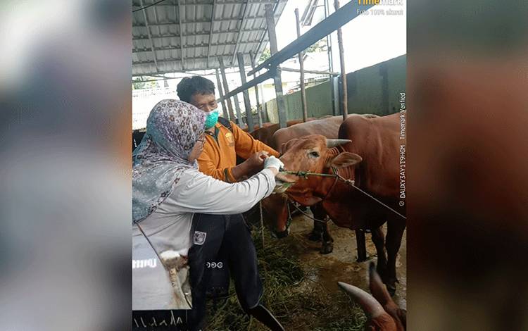 3.080 Hewan Kurban di Kobar Sudah Diperiksa, Distan Kobar Imbau Warga Lebih Teliti