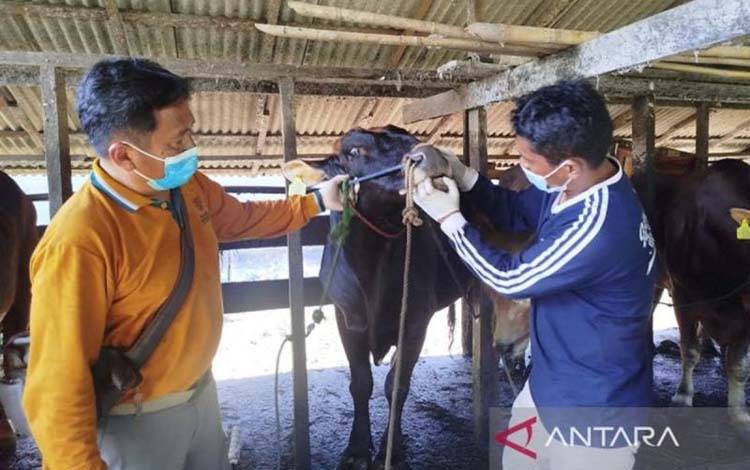 Distan Kobar Perketat Pemeriksaan Hewan Kurban Jelang Idul Adha 2026