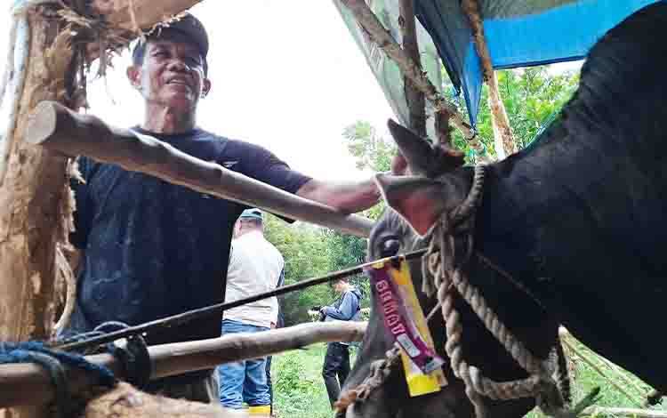 DPKP Palangka Raya Pastikan Stok Hewan Kurban Aman, Dua Sapi Tidak Lolos Pemeriksaan