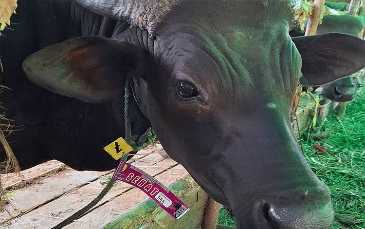 DPKP Palangka Raya Pastikan Hewan Kurban Bebas PMK, 38 Sapi Sempat Diobservasi