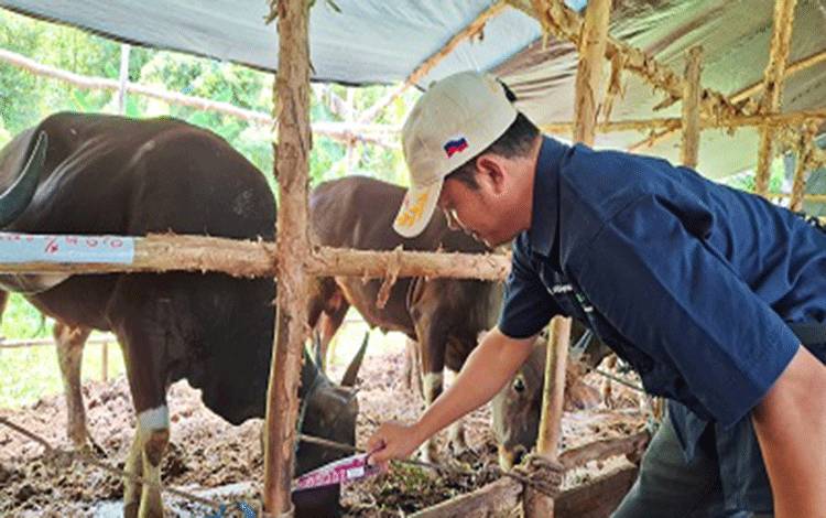 DPKP Palangka Raya Libatkan Pedagang Kurban Cegah Masuknya Hewan Tidak Sehat