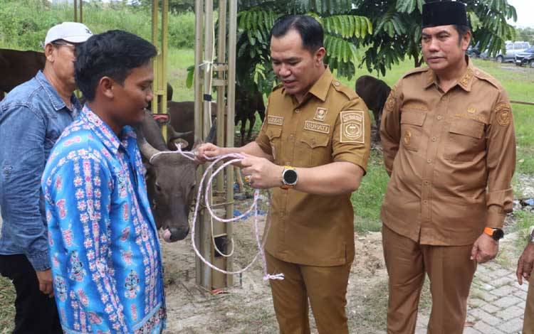 Bupati Pulang Pisau Salurkan 50 Sapi Kurban untuk Iduladha 1447 H