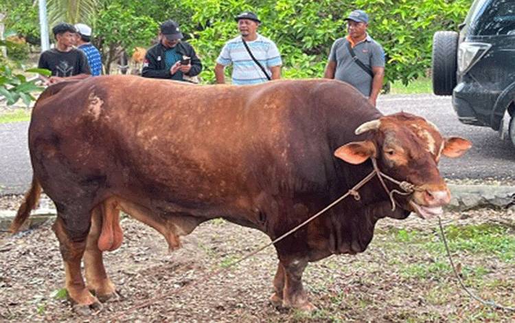Pemkab Lamandau Salurkan Puluhan Hewan Kurban 2026, Bupati Pastikan Distribusi Tertib dan Tepat Sasaran