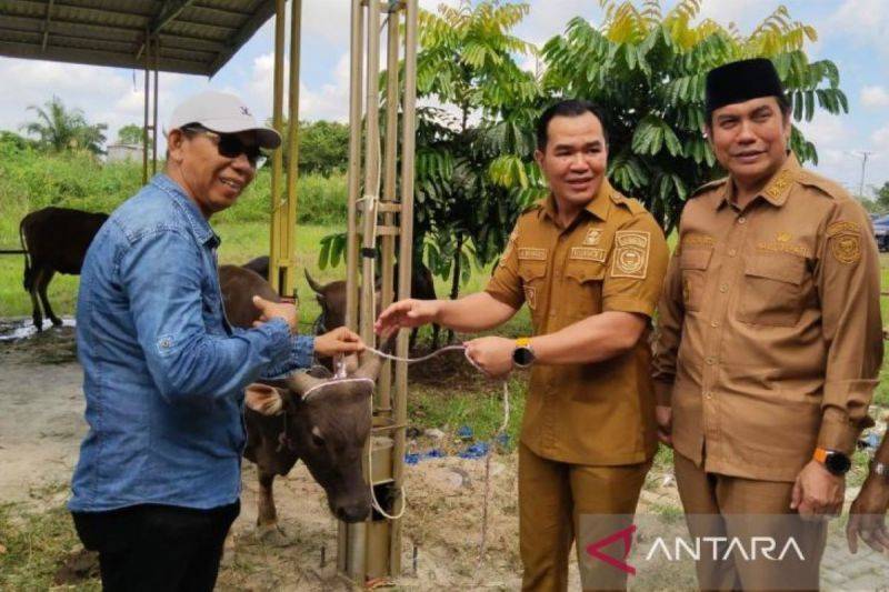 Pemkab Pulang Pisau Salurkan 50 Sapi Kurban Idul Adha 1447 H untuk Warga