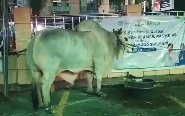 Sapi Kurban Presiden dan H Abdul Rasyid Disalurkan untuk Warga Palangka Raya