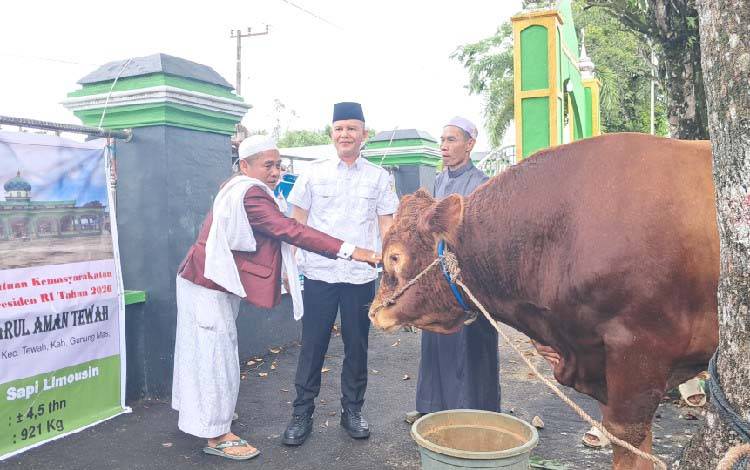 Bupati Gunung Mas Serahkan Bantuan Sapi Kurban Presiden Hampir 1 Ton untuk Masjid Darul Aman Tewah
