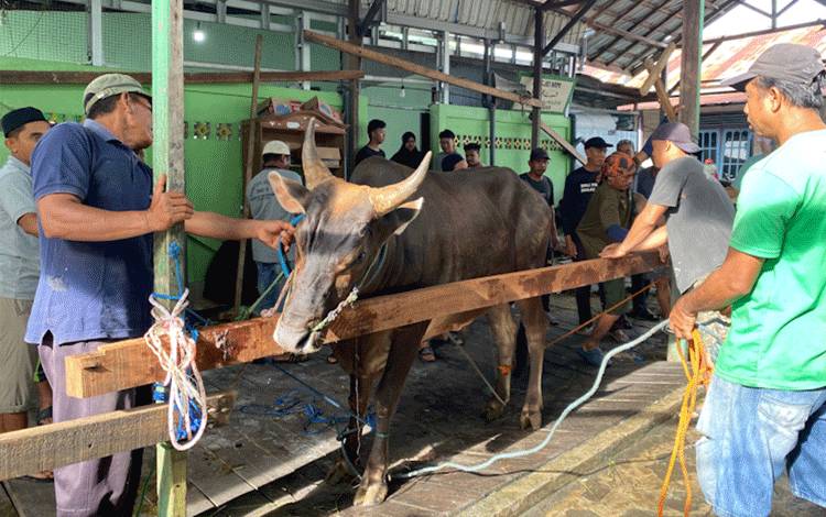 DPRD Harap Jumlah Hewan Kurban Pemko Palangka Raya Meningkat Tahun Depan