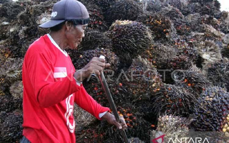 Guru Besar IPB: Klaim Kerugian Rp600 Triliun Akibat Under-Invoicing Sawit Harus Diaudit Secara Independen