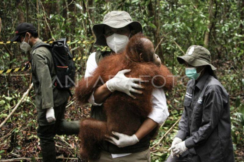 PLN Peduli Dukung Konservasi Orangutan dan Rehabilitasi Lahan Kritis di Kalteng