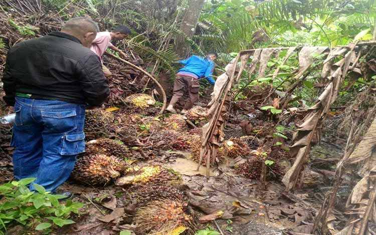 Curi Sawit di Kebun Perusahaan, Seorang Pria di Kotim Diborgol Polisi