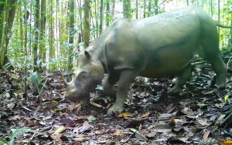 Badak Kalimantan Tersisa Dua Ekor, Teknologi Bayi Tabung Jadi Harapan Penyelamatan