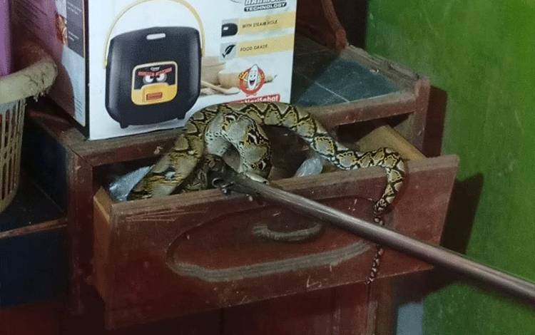 Ular Sanca Masuk Laci Meja Dapur Warga di Kuala Pembuang
