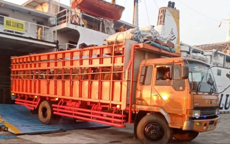 Distan Kobar Tingkatkan Pengawasan Hewan dan Produk Hewan Antarwilayah