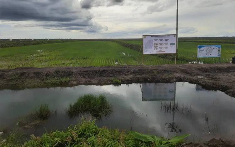 Kapuas Bisa Kehilangan 18.423 Hektare Sawah pada 2040 dan Defisit 54 Ribu Ton Beras Setiap Tahun