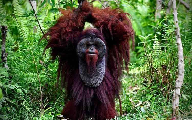 Lanskap Keraitan Jadi Benteng Perlindungan Orangutan Morio di Kalimantan Timur