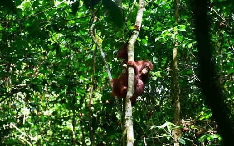 Ketika Tiga Orangutan Kembali ke Pelukan Rimba Kalimantan