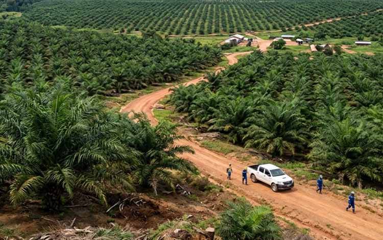 POPSI Ingatkan Pemerintah Tidak Korbankan Kesejahteraan Petani Sawit Demi Mandatori B50