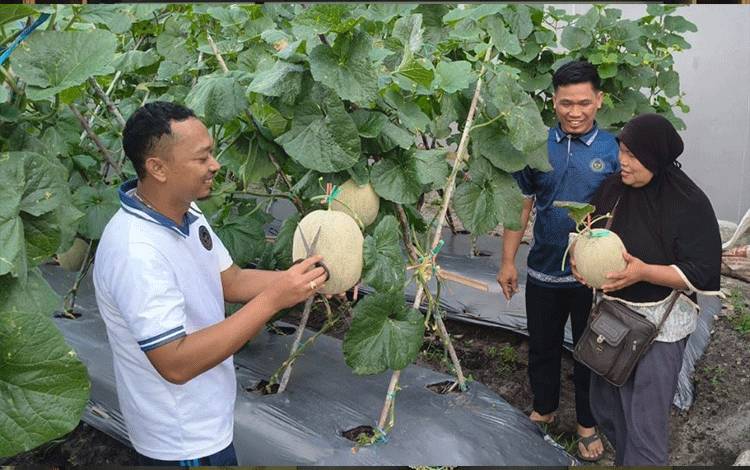 Lapas Palangka Raya Panen 600 Kg Melon Orange Premium, Dukung Ketahanan Pangan Nasional